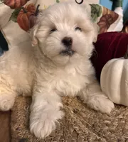Pooh bear, a male Maltipoo for sale in Princeton, NC – 3 of 8