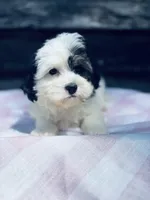 Oreo, a female Poodle - Toy  and Bichpoo for sale in Princeton, NC – Photo 4 of 4