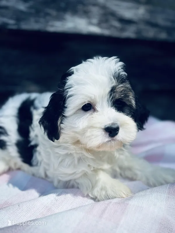 Oreo – Poodle - Toy , Bichpoo puppy for sale in Princeton, NC