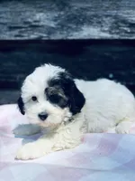 Oreo, a female Poodle - Toy  and Bichpoo for sale in Princeton, NC – Photo 2 of 4