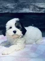 Oreo, a female Poodle - Toy  and Bichpoo for sale in Princeton, NC – Photo 3 of 4