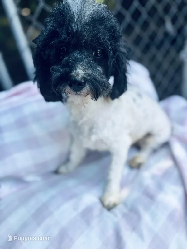 Tara – Bichon Frise, Poodle - Toy  puppy for sale in Princeton, NC