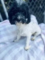 Tara, a female Bichon Frise and Poodle - Toy  for sale in Princeton, NC – Photo 1 of 3
