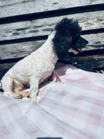 Tara, a female Bichon Frise and Poodle - Toy  for sale in Princeton, NC – Photo 3 of 3