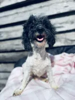Tara, a female Bichon Frise and Poodle - Toy  for sale in Princeton, NC – Photo 2 of 3