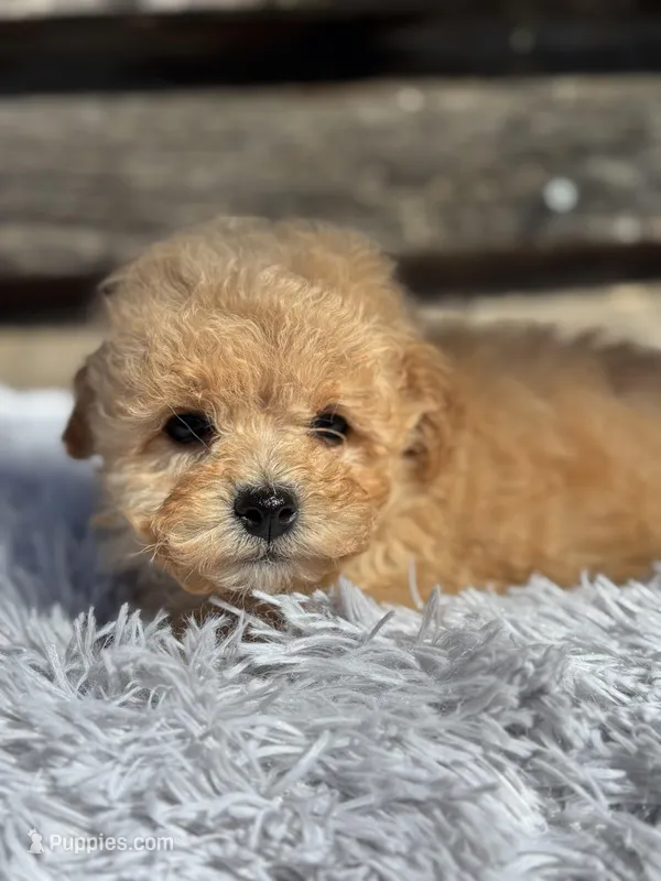 Duffy – Bichon Frise, Poodle - Toy  puppy for sale in Princeton, NC