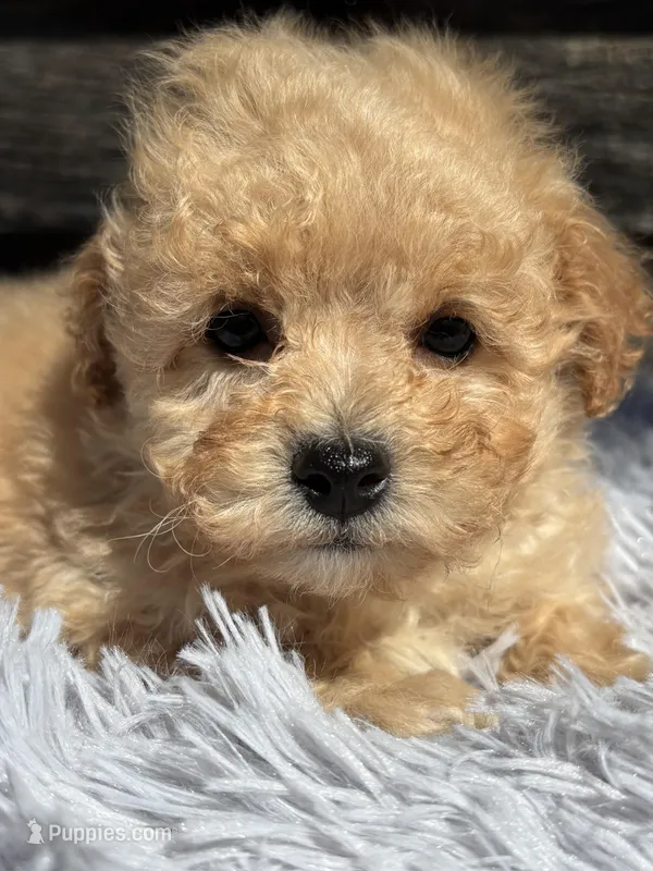 Duffy – Bichon Frise, Poodle - Toy  puppy for sale in Princeton, NC