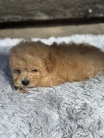 Duffy, a male Bichon Frise and Poodle - Toy  for sale in Princeton, NC – Photo 3 of 4