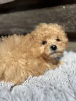 Duffy, a male Bichon Frise and Poodle - Toy  for sale in Princeton, NC – Photo 2 of 4