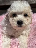 Cuddles, a female Bichon Frise and Poodle - Toy  for sale in Princeton, NC – Photo 5 of 5