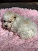 Cuddles, a female Bichon Frise and Poodle - Toy  for sale in Princeton, NC – Photo 4 of 5