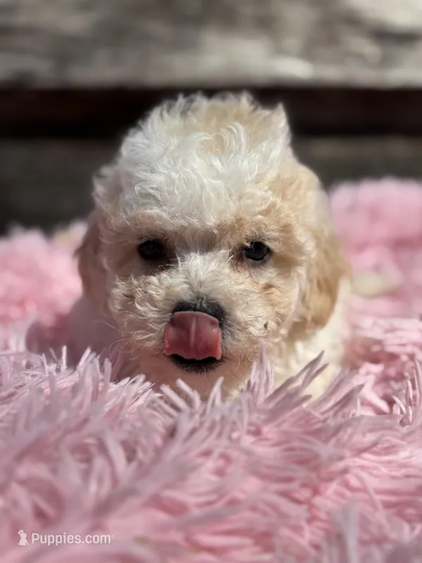 Cuddles – Bichon Frise, Poodle - Toy  puppy for sale in Princeton, NC