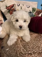 Pooh bear, a male Maltipoo for sale in Princeton, NC – 5 of 8