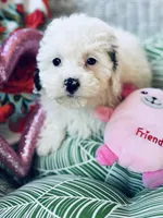 Della, a female Bichon Frise and Shihpoo for sale in Princeton, NC – Photo 1 of 7