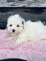 Della, a female Bichon Frise and Shihpoo for sale in Princeton, NC – Photo 4 of 7