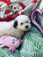 Della, a female Bichon Frise and Shihpoo for sale in Princeton, NC – Photo 3 of 7