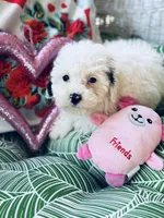 Della, a female Bichon Frise and Shihpoo for sale in Princeton, NC – Photo 2 of 7
