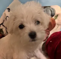 Punkin, a female Maltipoo for sale in Princeton, NC – 4 of 8