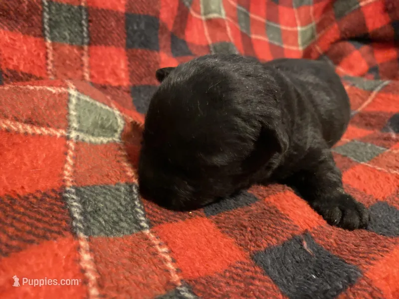 Nite, a male Scottish Terrier for sale in Princeton, NC – Photo 1 of 3