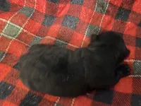 Nite, a male Scottish Terrier for sale in Princeton, NC – Photo 3 of 3