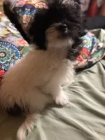 Marcy, a female Bichpoo and Mal Shi for sale in Princeton, NC – 5 of 5