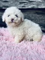 Peaches, a female Shihpoo and Poodle - Toy  for sale in Princeton, NC – Photo 2 of 3