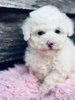 Peaches, a female Shihpoo and Poodle - Toy  for sale in Princeton, NC – Photo 1 of 3