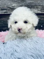 Peaches, a female Shihpoo and Poodle - Toy  for sale in Princeton, NC – Photo 3 of 3