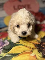 processed/f6a30fa1-ee4b-4c76-83ae-681a8ff65169/listing/8a2de6bd-348d-47a0-b6ff-998a0997548b/32c73214-5094-4761-833d-8e7806205515