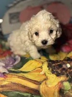 processed/f6a30fa1-ee4b-4c76-83ae-681a8ff65169/listing/8a2de6bd-348d-47a0-b6ff-998a0997548b/52ed14aa-009a-4d99-b739-79213c0bf917