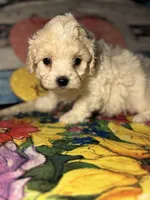 processed/f6a30fa1-ee4b-4c76-83ae-681a8ff65169/listing/8a2de6bd-348d-47a0-b6ff-998a0997548b/c68ad963-106b-4975-98f0-2441b859fe5e