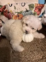 Pooh bear, a male Maltipoo for sale in Princeton, NC – 7 of 8