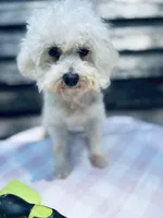 Kalesse, a female Bichon Frise for sale in Princeton, NC – Photo 1 of 2