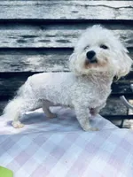 Kalesse, a female Bichon Frise for sale in Princeton, NC – Photo 2 of 2