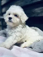 Rascal , a male Poodle - Toy  and Bichpoo for sale in Princeton, NC – Photo 4 of 4