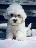 Rascal , a male Poodle - Toy  and Bichpoo for sale in Princeton, NC – Photo 3 of 4