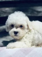 Rascal , a male Poodle - Toy  and Bichpoo for sale in Princeton, NC – Photo 1 of 4