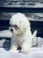 Rascal , a male Poodle - Toy  and Bichpoo for sale in Princeton, NC – Photo 2 of 4