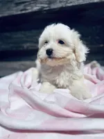 Sugar, a female Poodle - Toy  and Bichpoo for sale in Princeton, NC – Photo 3 of 4