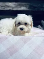 Sugar, a female Poodle - Toy  and Bichpoo for sale in Princeton, NC – Photo 1 of 4