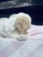 Sugar, a female Poodle - Toy  and Bichpoo for sale in Princeton, NC – Photo 4 of 4