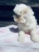 Sugar, a female Poodle - Toy  and Bichpoo for sale in Princeton, NC – Photo 2 of 4