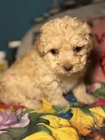 processed/f6a30fa1-ee4b-4c76-83ae-681a8ff65169/listing/a00989df-b541-4c3d-869e-08b0e190ff99/3569d9fb-6af7-4a8f-9652-45f3f632a890