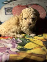 processed/f6a30fa1-ee4b-4c76-83ae-681a8ff65169/listing/a00989df-b541-4c3d-869e-08b0e190ff99/5ae7f488-5f1f-4a89-82bd-d9b691cc4cbe