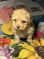 processed/f6a30fa1-ee4b-4c76-83ae-681a8ff65169/listing/a00989df-b541-4c3d-869e-08b0e190ff99/95f5a9d3-664d-484c-b4c0-b464710c0fde