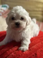 processed/f6a30fa1-ee4b-4c76-83ae-681a8ff65169/listing/a3dded6b-35f6-496e-b034-9fe481945bb5/483b470e-b2f5-4f8e-a433-864815cde444