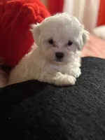 processed/f6a30fa1-ee4b-4c76-83ae-681a8ff65169/listing/a3dded6b-35f6-496e-b034-9fe481945bb5/d1b429cc-7708-4d63-b572-501180f2e3af