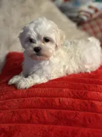 processed/f6a30fa1-ee4b-4c76-83ae-681a8ff65169/listing/a3dded6b-35f6-496e-b034-9fe481945bb5/d6ecc00e-1b76-4e7a-b6de-52fe45fd755b