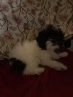 Marcy, a female Bichpoo and Mal Shi for sale in Princeton, NC – 4 of 5