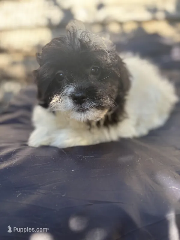 Miracle  – Bichpoo, Mal Shi puppy for sale in Princeton, NC